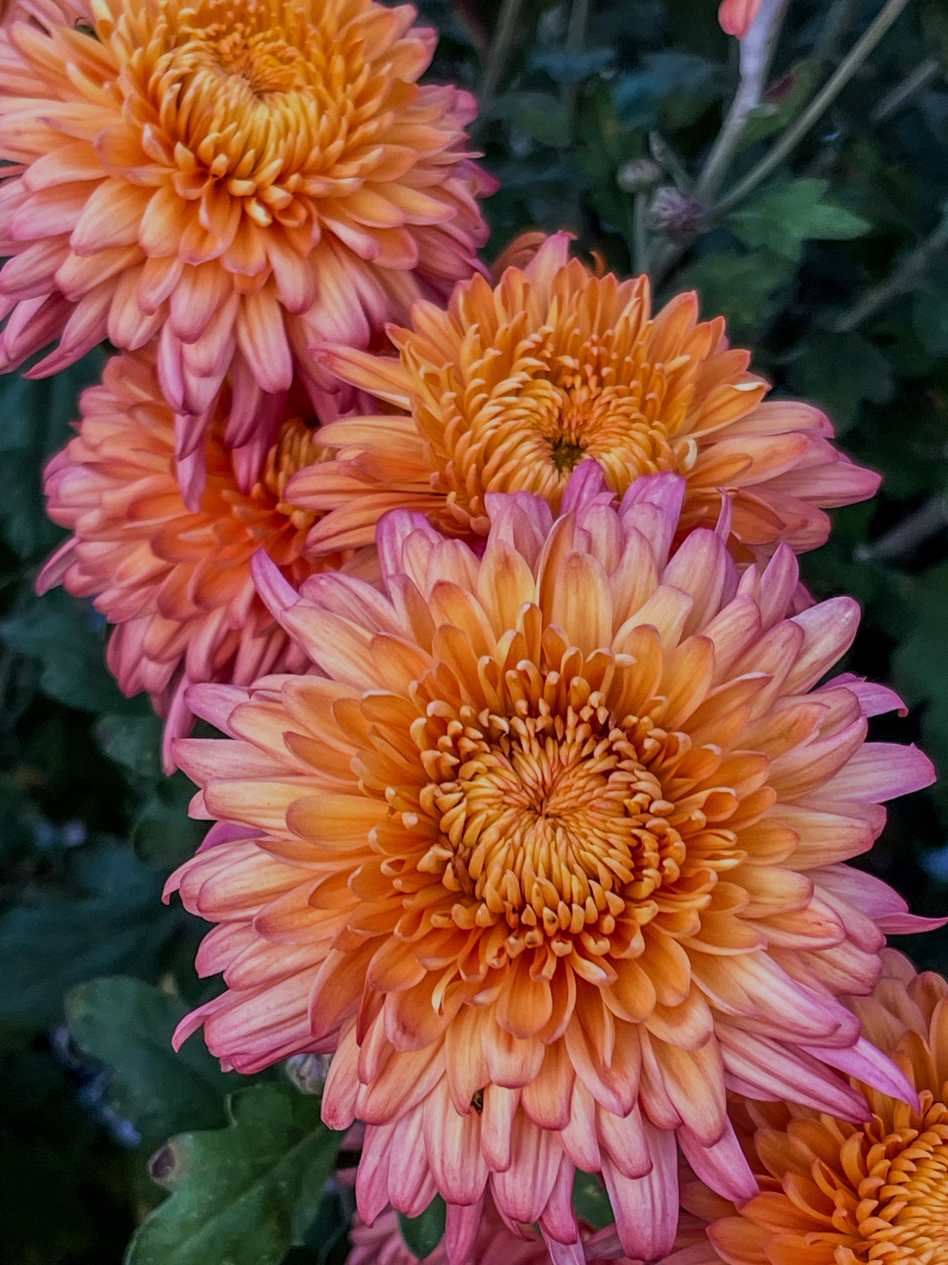 Clusters of peach and pink spider mums with layered petals curling inward